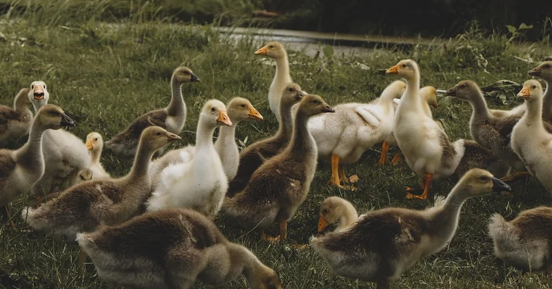 Où observer les oiseaux en Charente (et pourquoi la question revient)