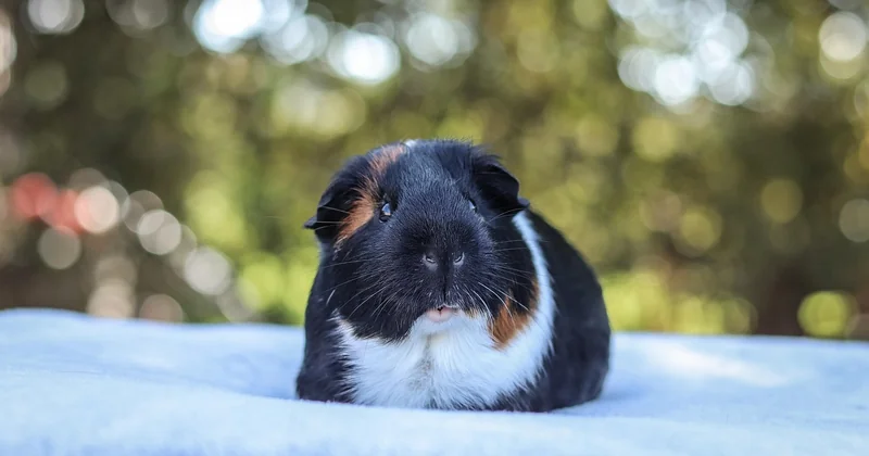 Animaux de Nouvelle-Zélande : rencontres attendues et inattendues