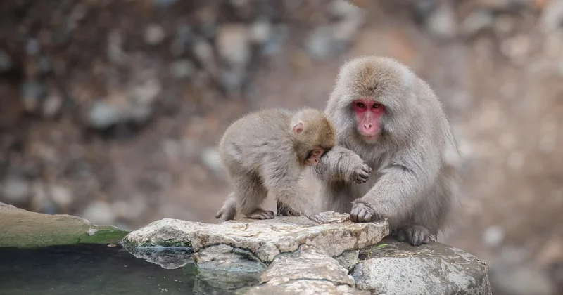 L'onsen, cette épreuve initiatique