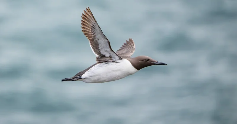 Où puis-je trouver un stage d'observation des oiseaux ?