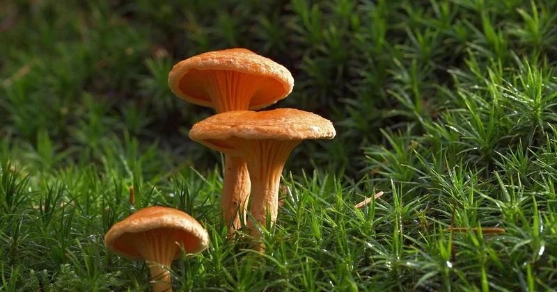 Quels sont les champignons comestibles que l'on trouve en Franche-Comté ?