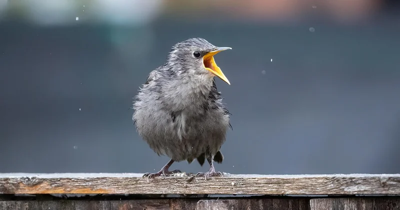 Où aller pour voir des oiseaux quand on part de zéro ?